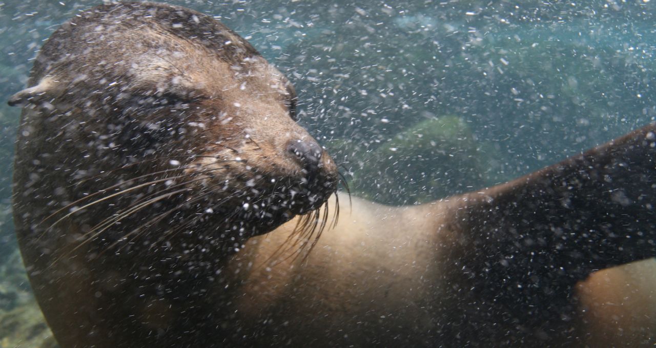 Sea Lion underwater Galapagos