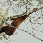 Red Howler Monkey Sacha Amazon Ecuador