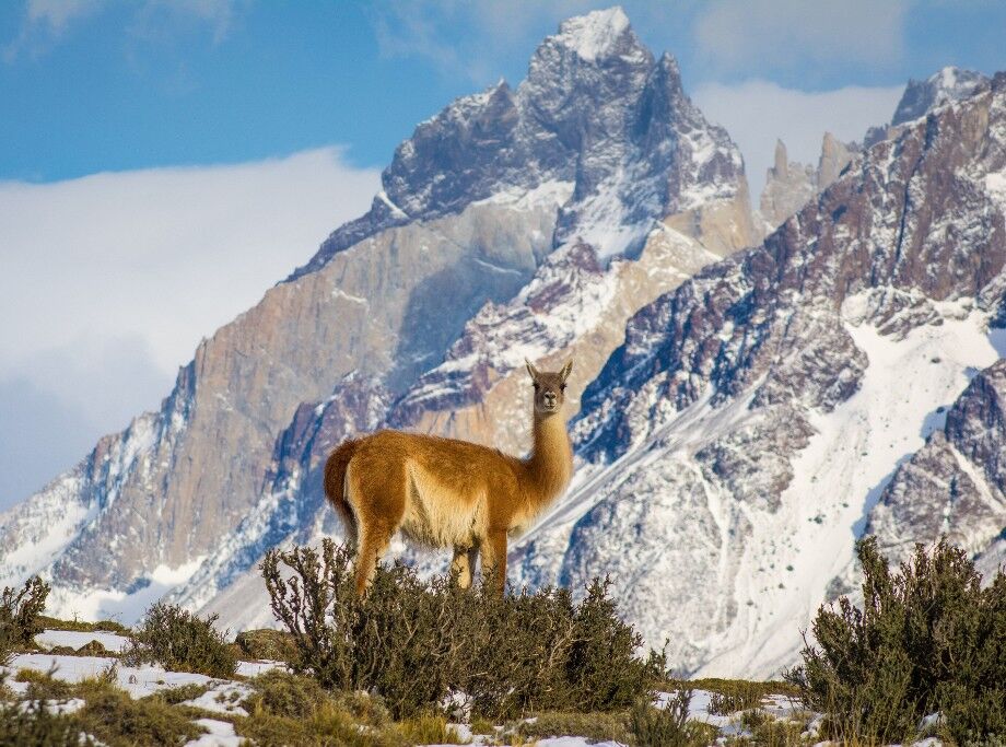 Guanaco posing Torres del Paine, Chile, Patagonia