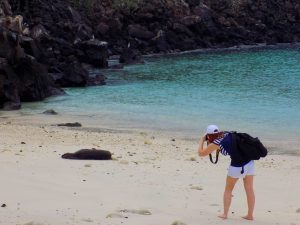 Sealion at Darwin Bay Genovesa Galapagos