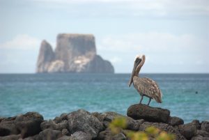 Pelican and Kicker rock Galapagos