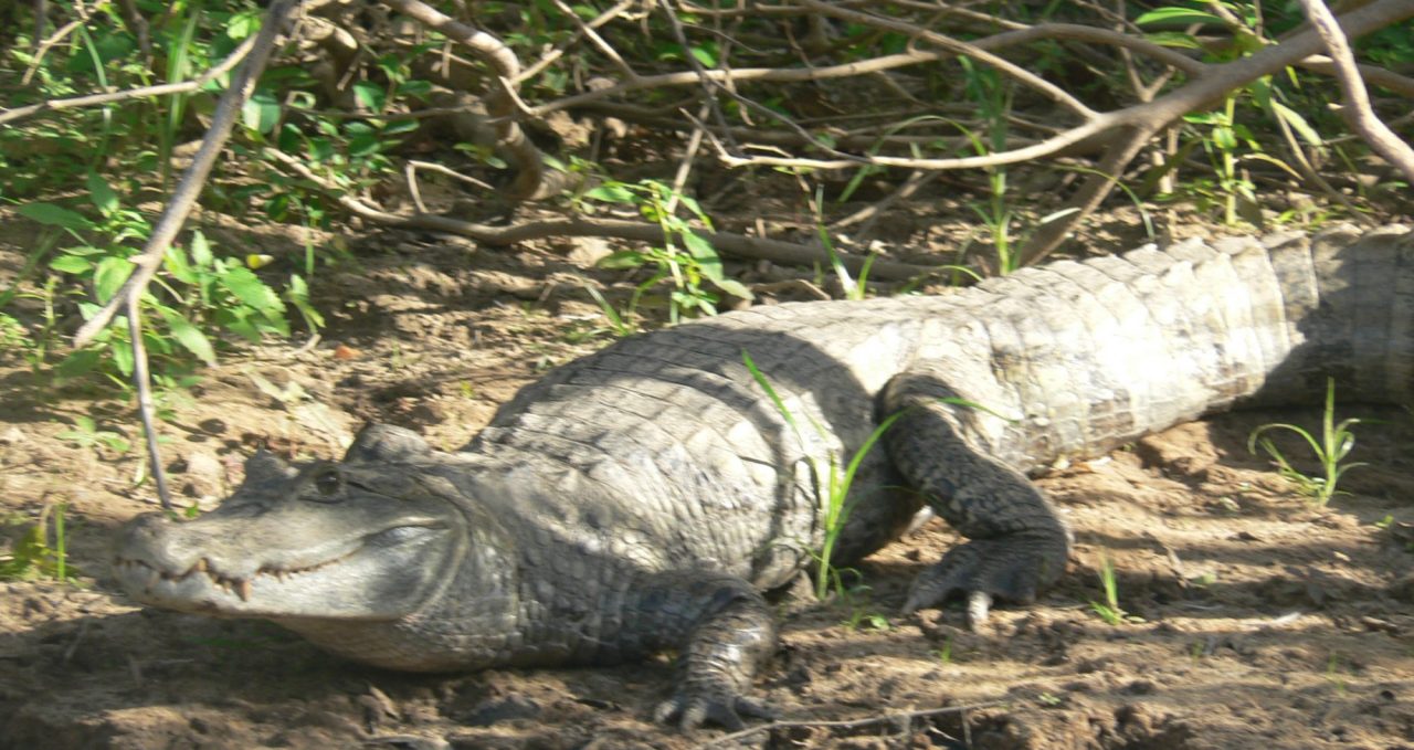 Black caiman Guyana