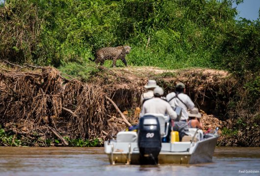 Jaguar In Pantanal Brazil