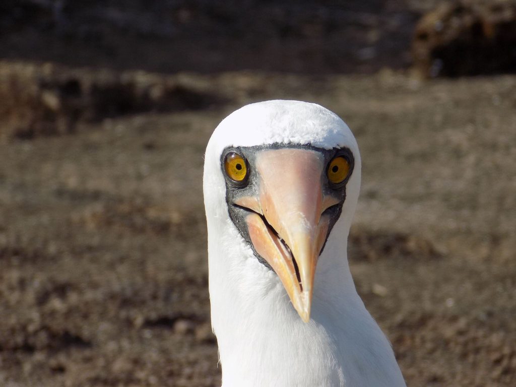 Nazca booby smile Galapagos. Nazca boobies