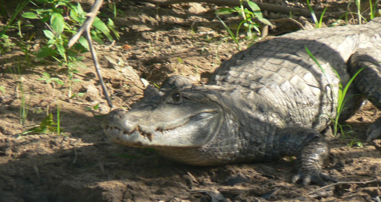 Caiman Guyana