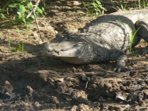 Caiman Guyana