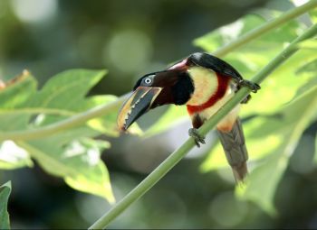 Chestnut-eared Aracari Brazil