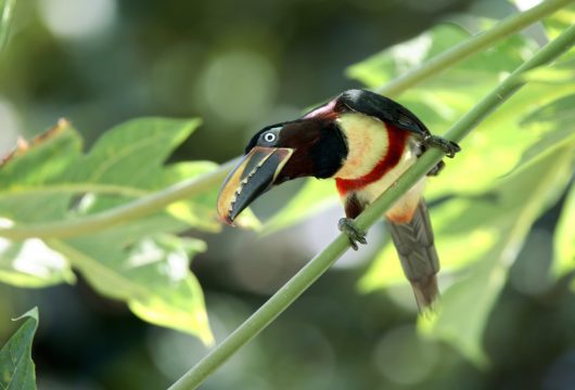 Chestnut-eared Aracari Brazil