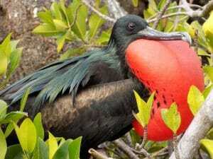 Frigate bird Genovesa Galapagos Islands