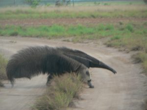 Giant anteater Karanambu Guyana