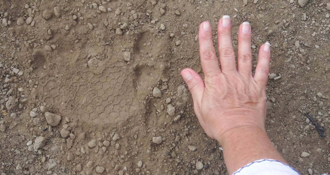 Giant tortoise footprint vs human hand Galapagos