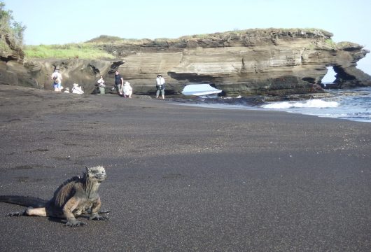 Iguana and land arch Santiago Galapagos