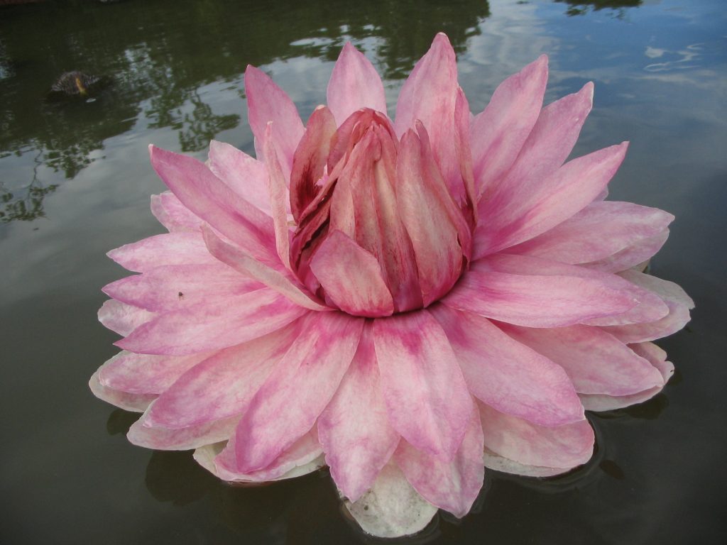 karanambu-victoria-in-the-pink-lily-guyana