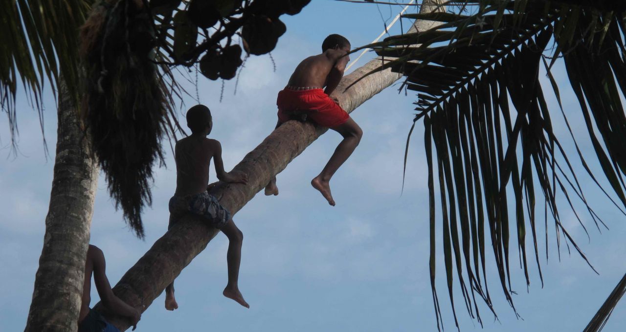 kids-playing-on-a-palm-tree-manzanillo-beach-providencia-colombia