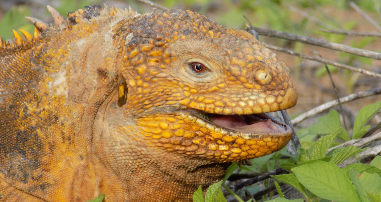 Male land iguana on Galapagos