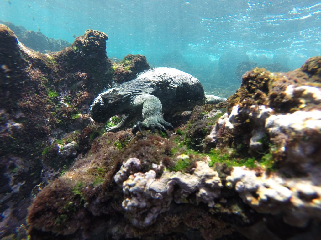 Marine Iguana Underwater Galapagos