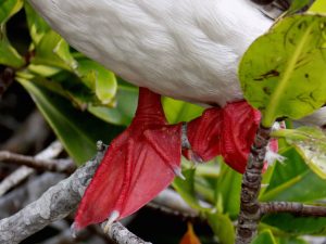 Red feet of a red footed Booby Genovesa Galapagos