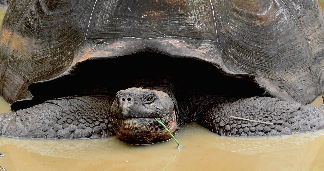 Safari Camp Giant Galapagos Tortoise Galapagos