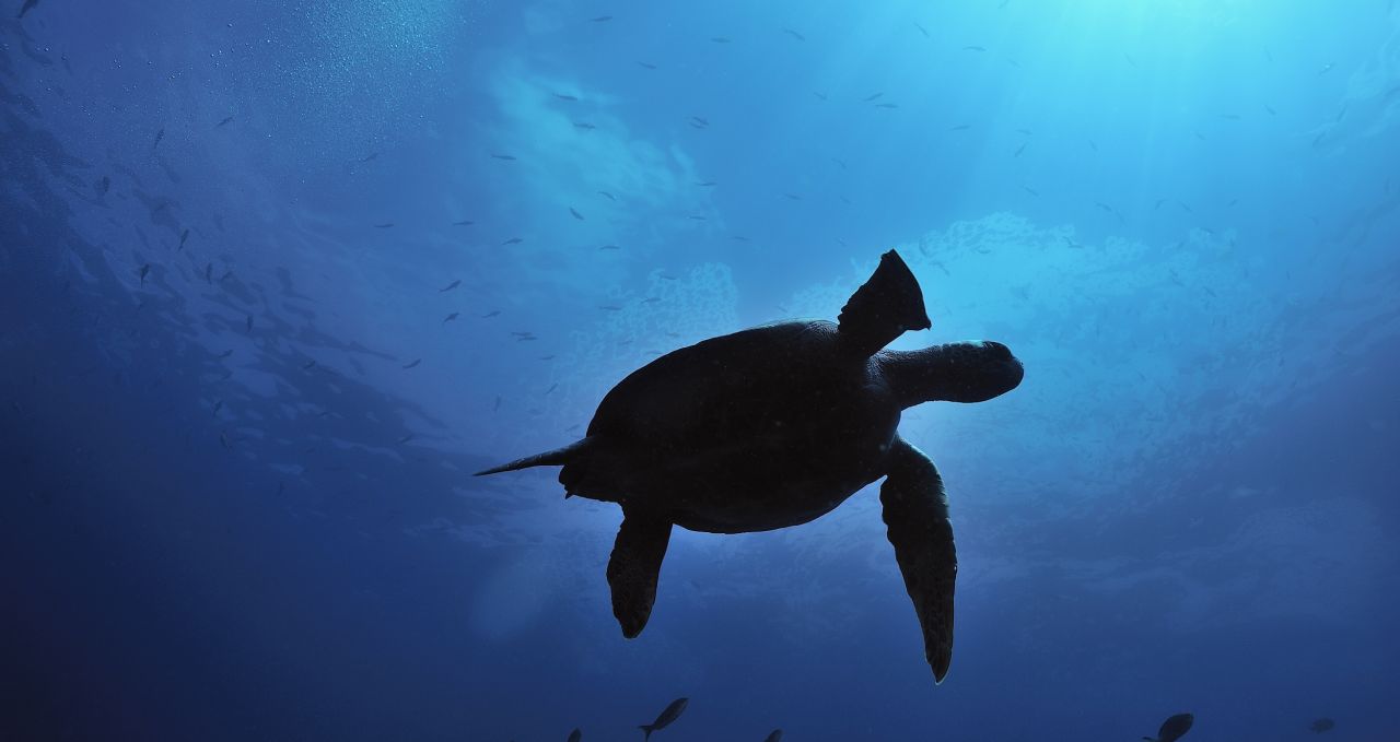 Safari camp swimming turtle Galapagos