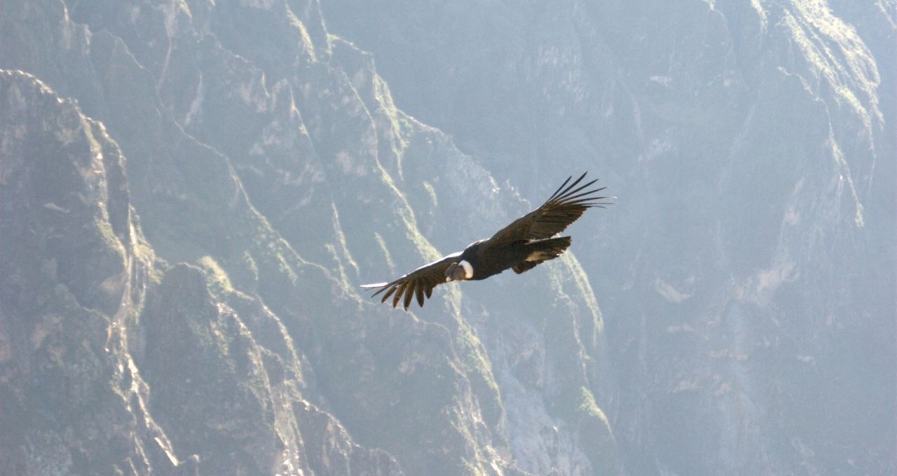 Andean Condor Colca Peru