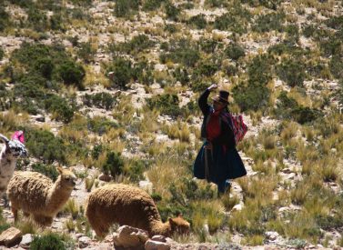 colca-shepherd-peru