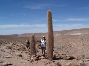 half day cactus walk san pedro chile