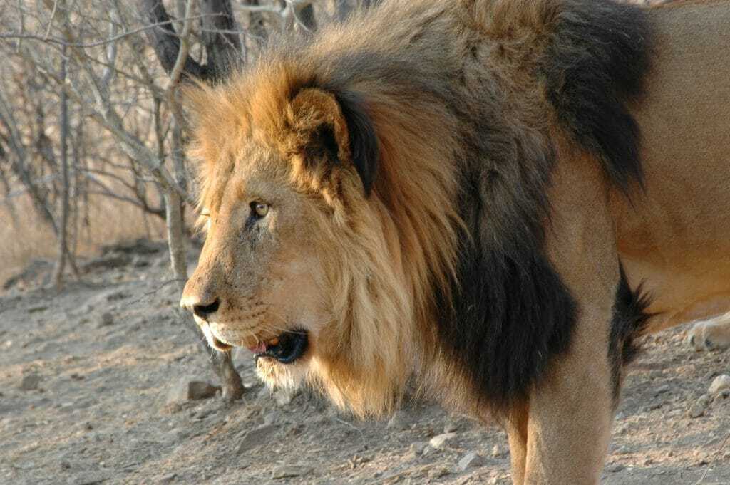 A male lion Namibia