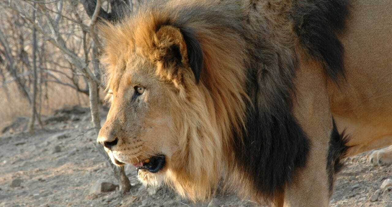 A male lion Namibia