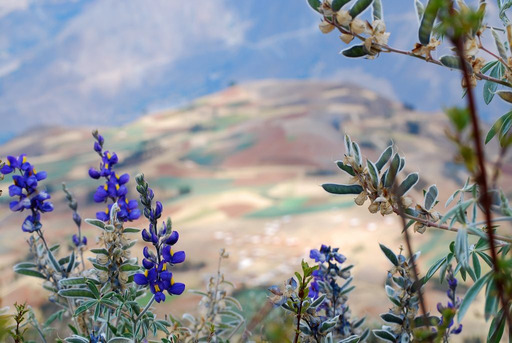 Lupins Peru