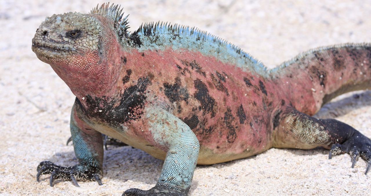 Marine Iguana Galapagos Islands