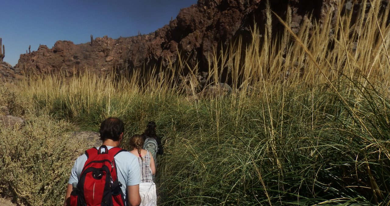 pampa-grass-quebrada-atacama-chile