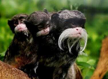 pantiacolla-emperor-tamarin-monkeys-Manu peru