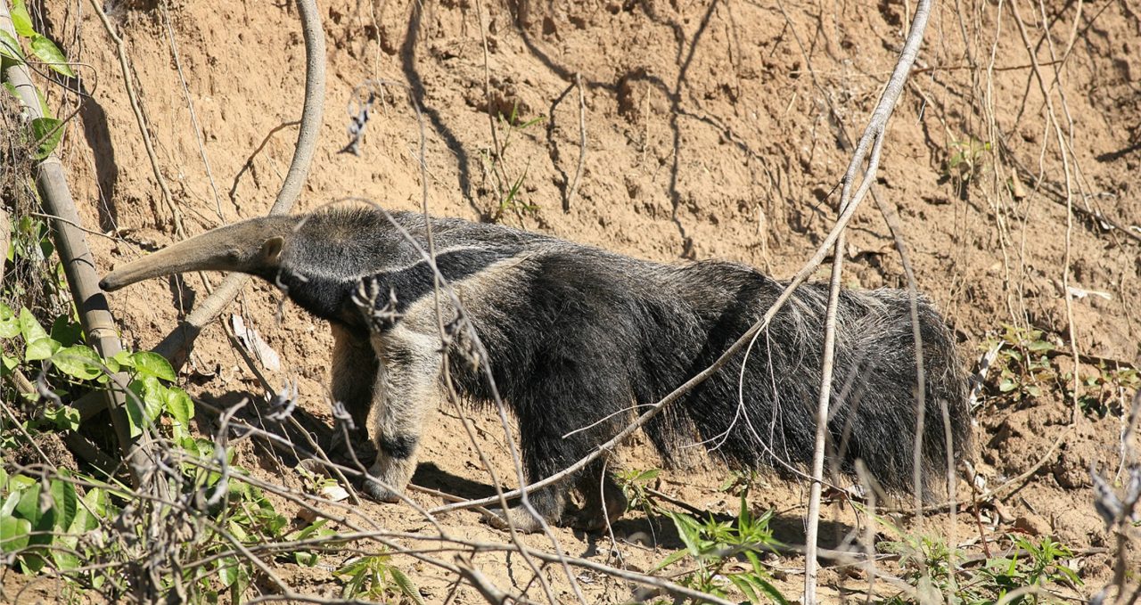 pantiacolla-giant-anteater-Manu peru