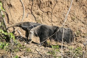 pantiacolla-giant-anteater-Manu peru