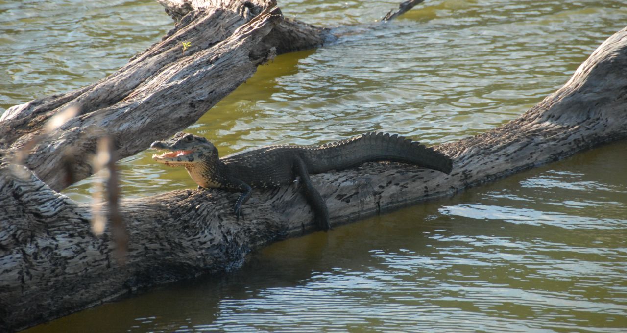 pantiacolla-juvenile-white-caiman-manu peru