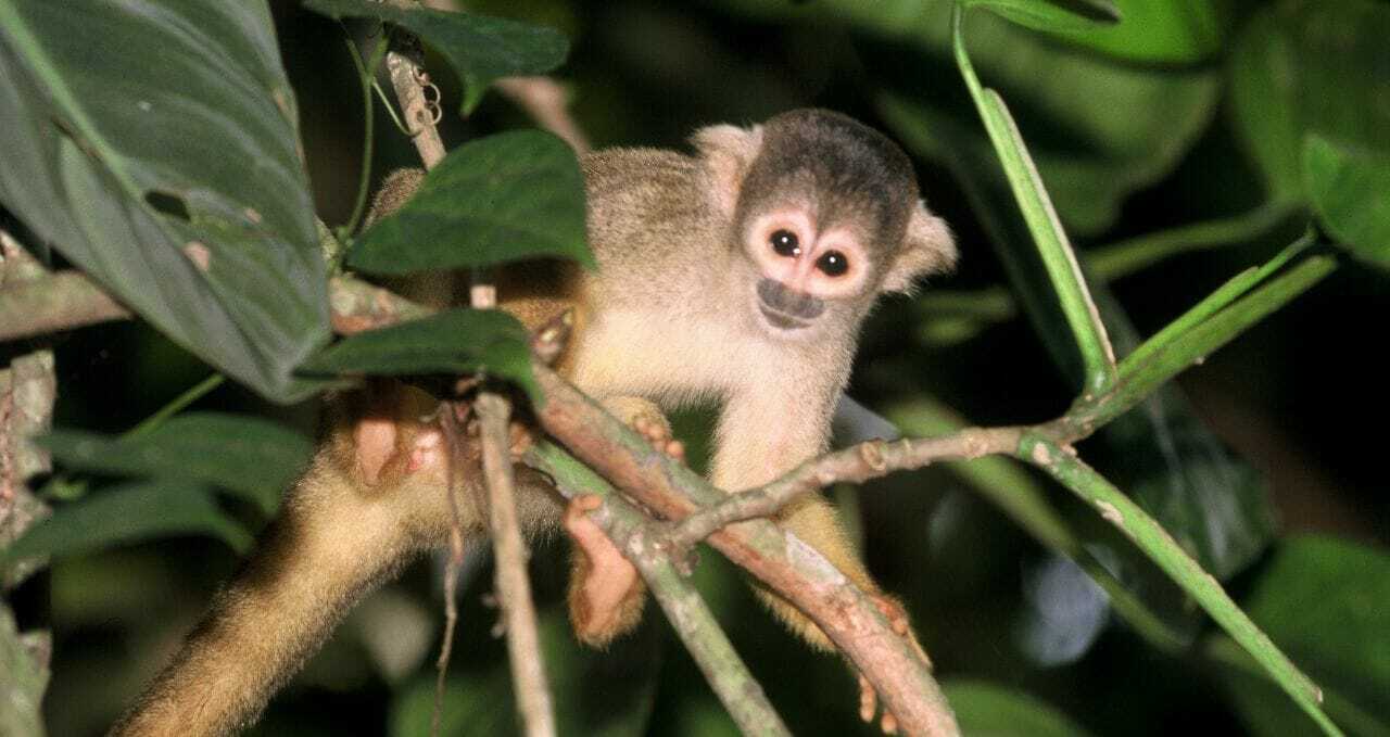 squirrel-monkey-Amazon peru