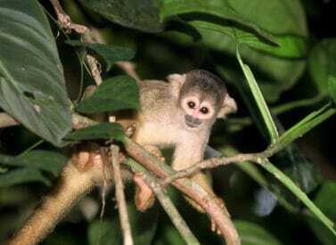 squirrel-monkey-Amazon peru