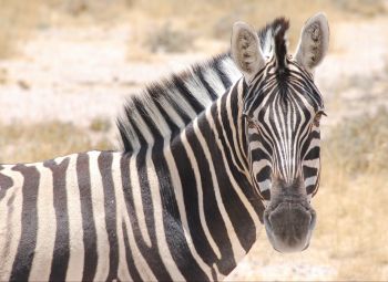 Zebra Etosha Namibia