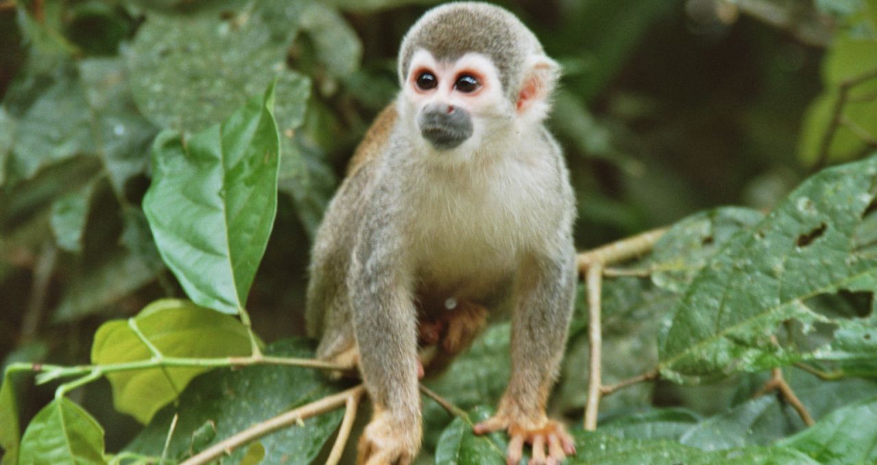 Liana Lodge Squirrel monkey Ecuador