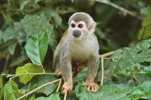 Liana Lodge Squirrel monkey Ecuador