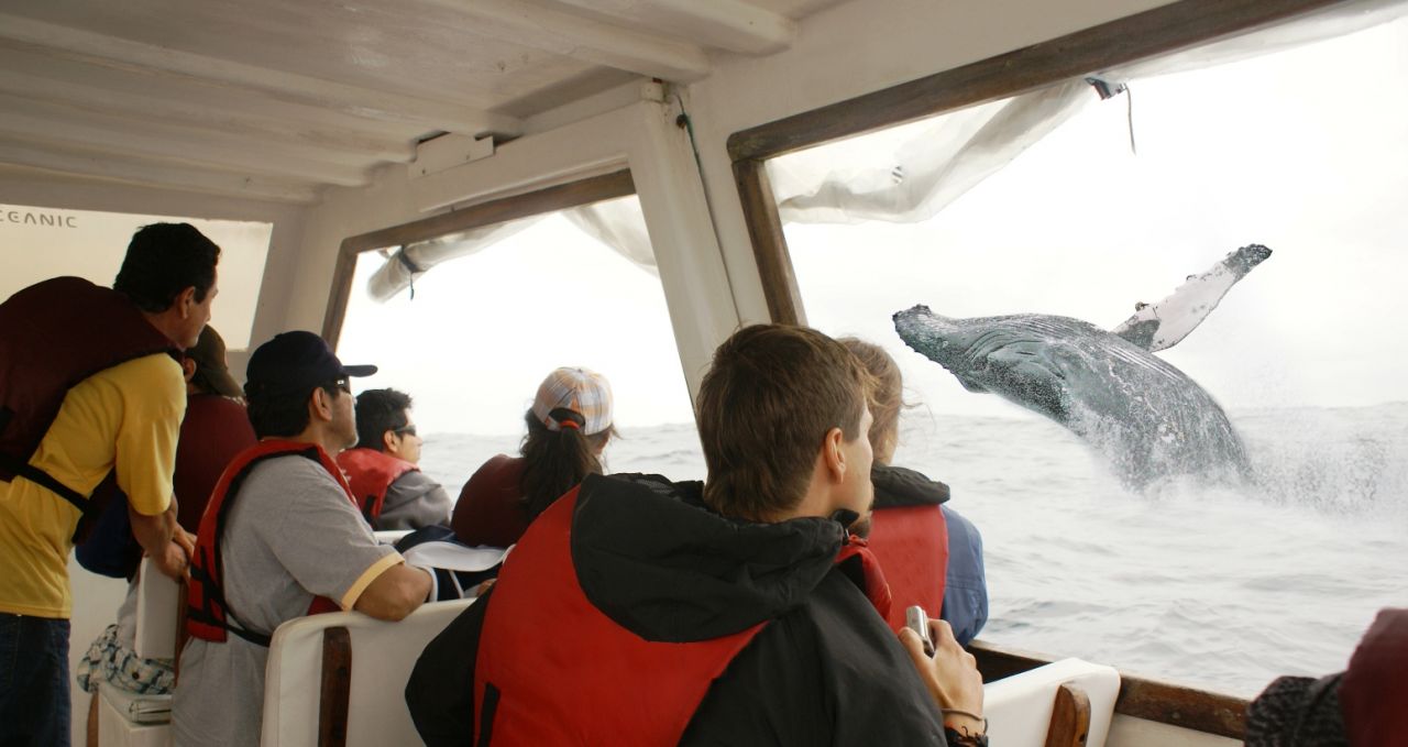 Manta ray whales jumping Ecuador