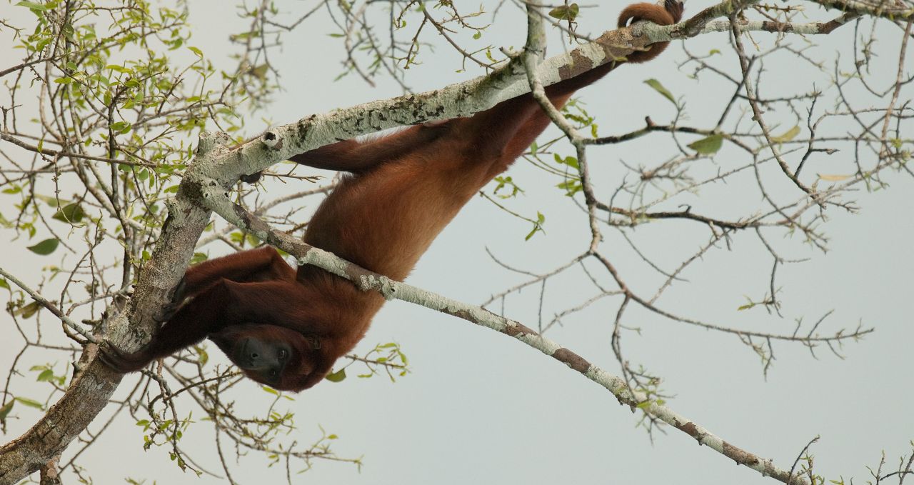 Red Howler Monkey Sacha Amazon Ecuador