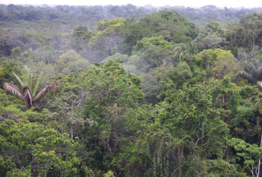 Sacha canopy Ecuador