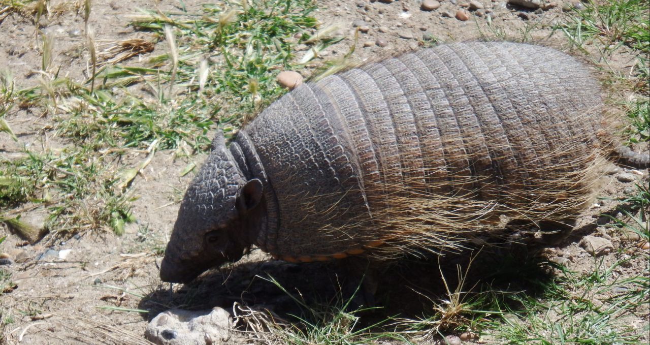 armadillo-peninsula-valdes-argentina