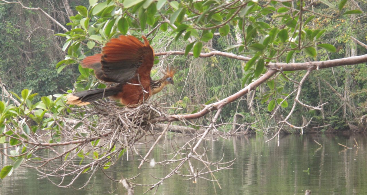 hoatzin-chalalan-bolivia