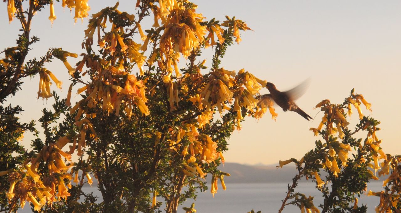 hummingbird-isla-del-sol-bolivia