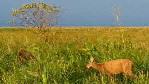 marsh-deer-irupe-argentina