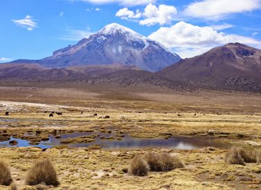 sajama-llamas -bolivia