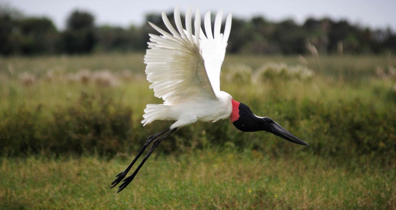 spoonbill-taking-flight-irupe-argentina