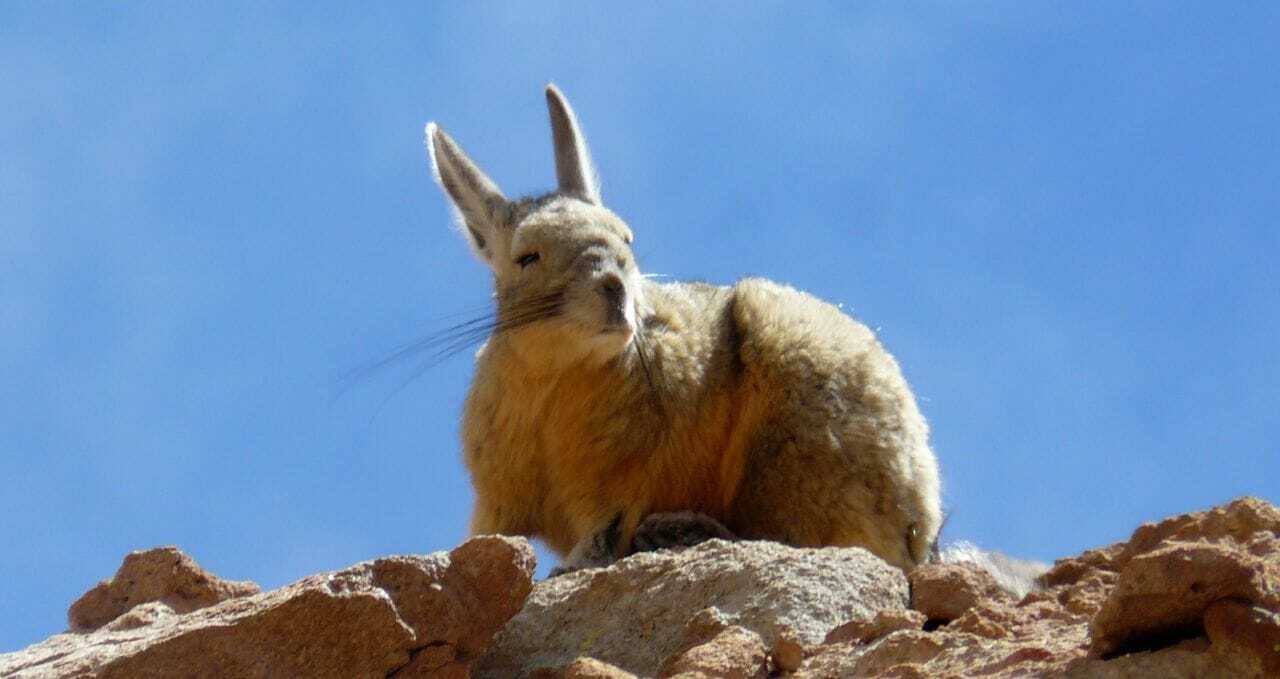 viscacha southern bolivia